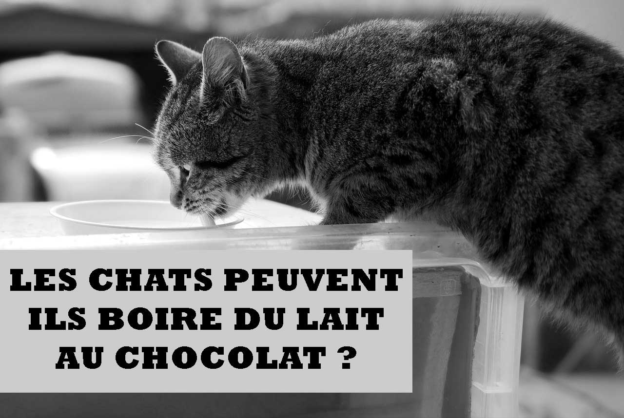 Les Chats Peuvent Ils Boire Du Lait Au Chocolat